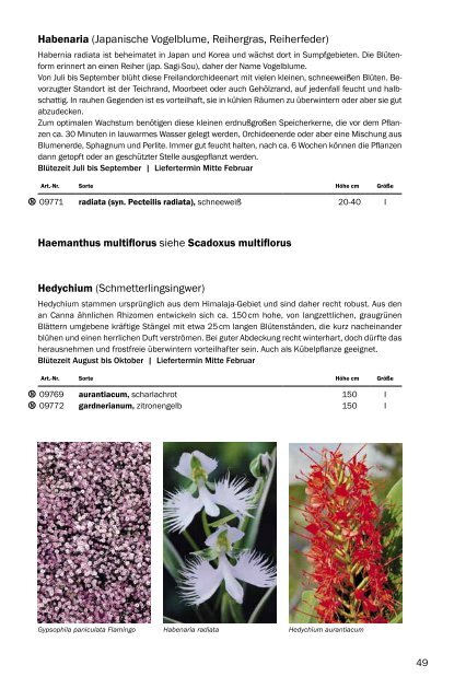 Haemanthus multiflorus siehe Scadoxus ... - Frikarti Stauden AG