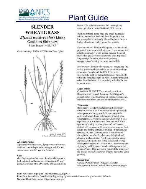 SLENDER WHEATGRASS - Star Seed Inc.