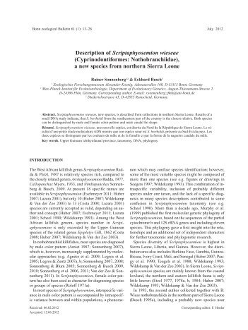 Scriptaphyosemion - Bonn zoological Bulletin