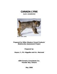 Lynx In Riding Mountain National Park Carnivore Conservation