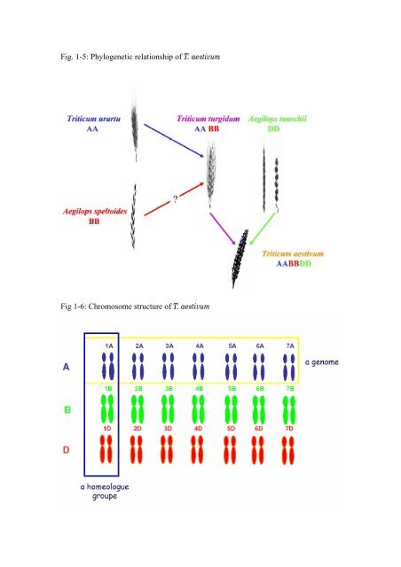 Etude de la portabilité de marqueurs microsatellites issus d'EST de ...