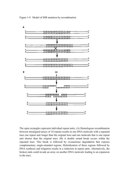 Etude de la portabilité de marqueurs microsatellites issus d'EST de ...