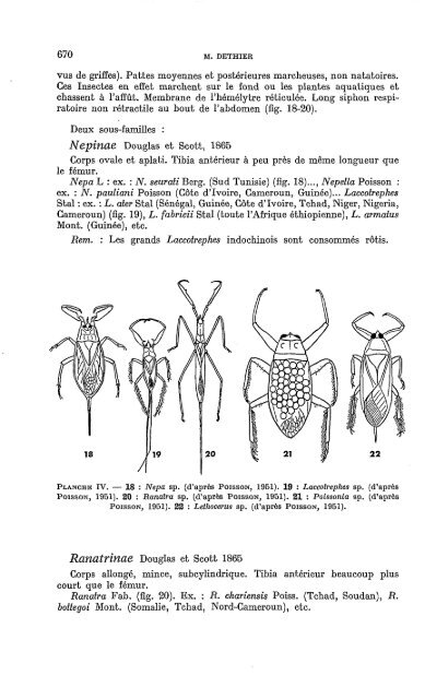 Morphologie sommaire - IRD