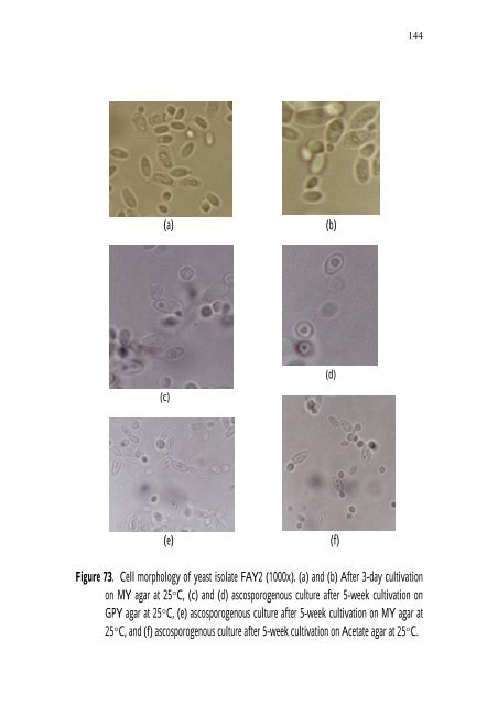 PRODUCTION Of NUTRIENT SOURCES FOR RHIZOBIUM