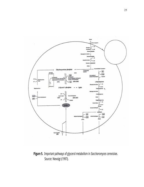 PRODUCTION Of NUTRIENT SOURCES FOR RHIZOBIUM