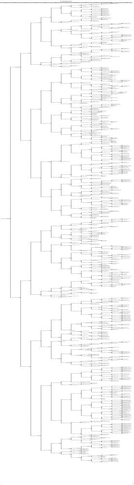 ancestry chart shell family net