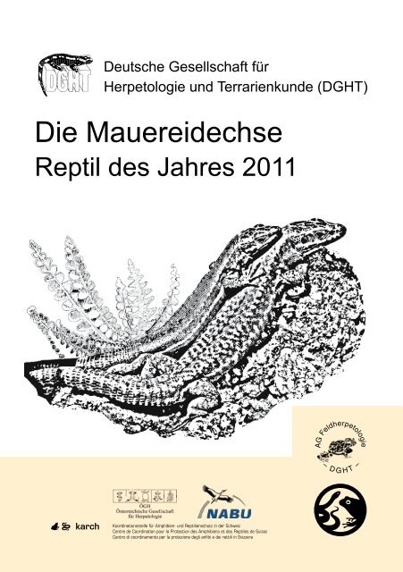 Die Mauereidechse – Reptil des Jahres 2011 - Verband Deutscher ...