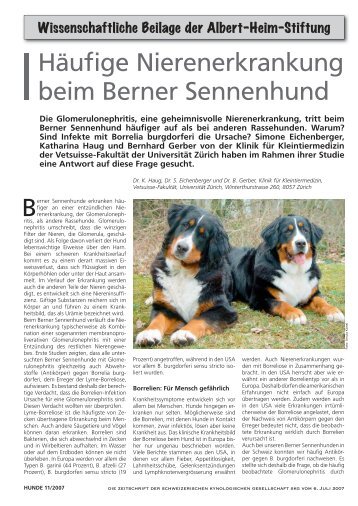 Häufige Nierenerkrankung beim Berner Sennenhund - Albert-Heim ...