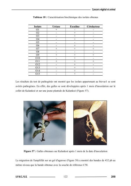 Synthèse de composés organométalliques et évaluation de leurs activités biologiques....