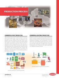 lallemand production process info sheet