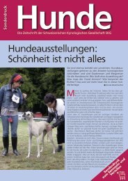 Hundeausstellungen: Schönheit ist nicht alles - SKG