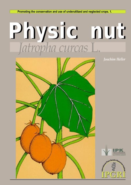 Physic nut, Jatropha curcas L. - Bioversity International
