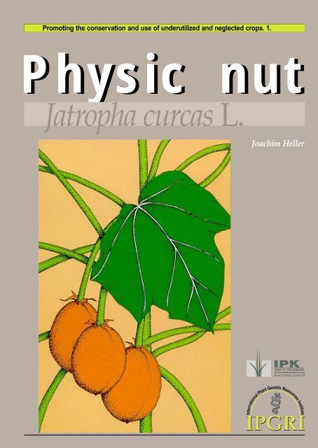 Physic nut, Jatropha curcas L. - Bioversity International