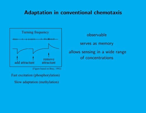 A Mathematical Model of Bacterial Aerotaxis - Humboldt State ...