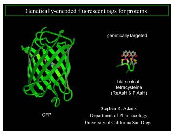 Genetically-encoded fluorescent tags for proteins - ITP at UCSB