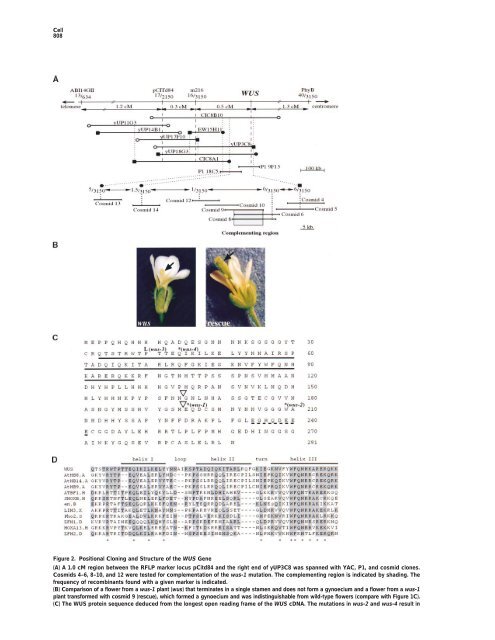 Role of WUSCHEL in Regulating Stem Cell Fate in the Arabidopsis Shoot Meristem