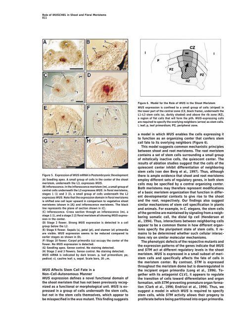 Role of WUSCHEL in Regulating Stem Cell Fate in the Arabidopsis Shoot Meristem