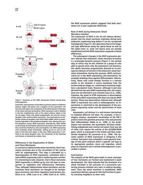 Role of WUSCHEL in Regulating Stem Cell Fate in the Arabidopsis Shoot Meristem