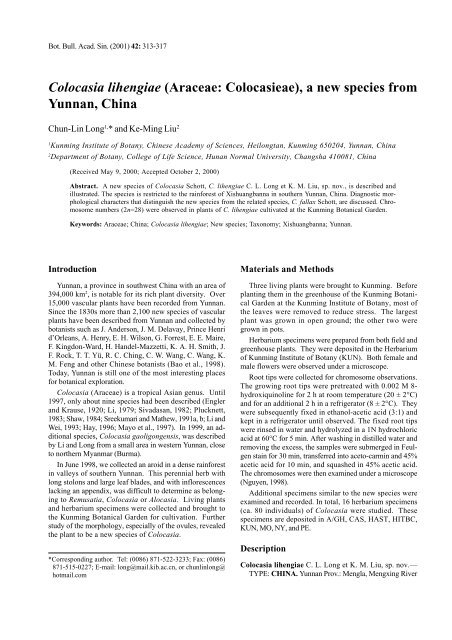 Colocasia lihengiae (Araceae: Colocasieae), a ... - Academia Sinica