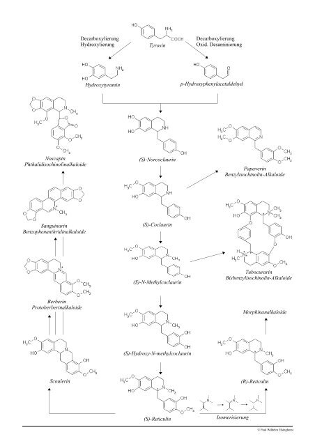Vorlesung Pharmazeutische Biologie Derivate des Stickstoff ...