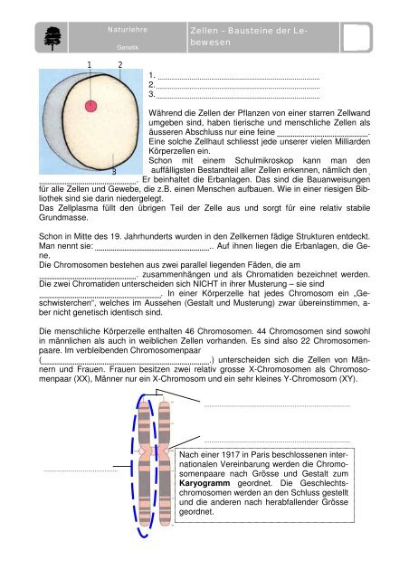 Mit Humor die Genetik verstehen Masterarbeit - Sekundarstufe I