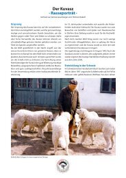 Der Kuvasz · Rasseporträt · - Kuvasz Club Schweiz