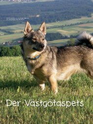 Der Västgötaspets - Schweizer Hunde Magazin