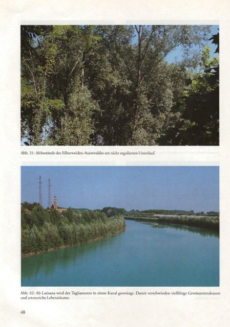 Der Tagliamento - Flußmorphologie und Auenvegetation der ...