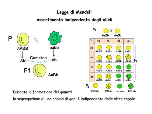 Help es V e IV Genetica Laura 2012 - web matic