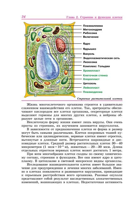 Строение и жизнедеятельность клетки 6 класс проект