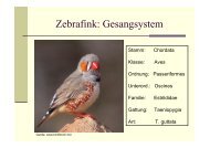 Zebrafink: Gesangsystem