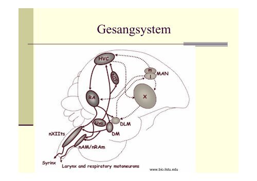 Zebrafink: Gesangsystem