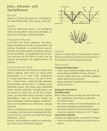 Josta-, Johannis- und Stachelbeeren