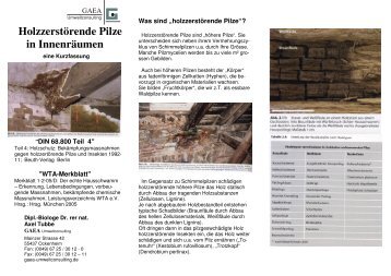 Holzzerstörende Pilze in Innenräumen - Gaea-umweltconsulting.de