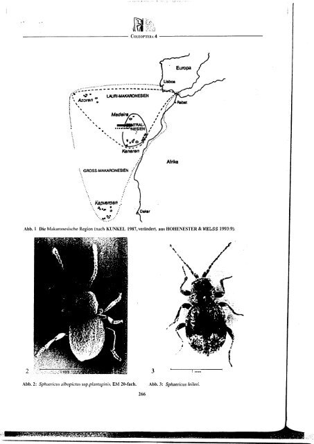 Revision der Gattung Sphaericus (Col., Ptinidae) der Lauri ...