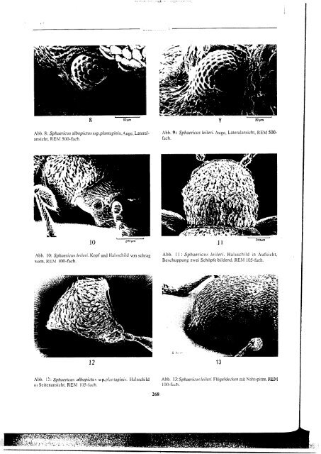 Revision der Gattung Sphaericus (Col., Ptinidae) der Lauri ...