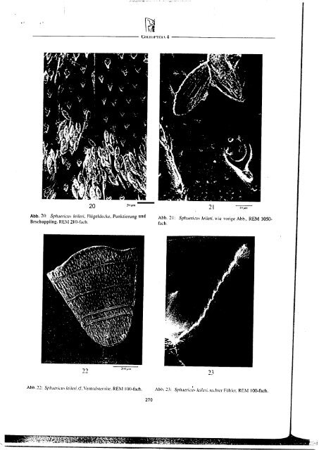 Revision der Gattung Sphaericus (Col., Ptinidae) der Lauri ...