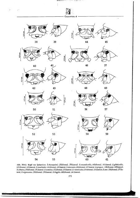 Revision der Gattung Sphaericus (Col., Ptinidae) der Lauri ...