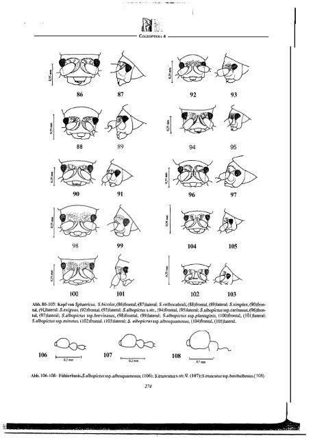 Revision der Gattung Sphaericus (Col., Ptinidae) der Lauri ...