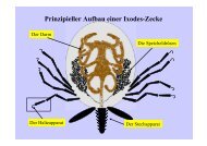 Prinzipieller Aufbau einer Ixodes-Zecke