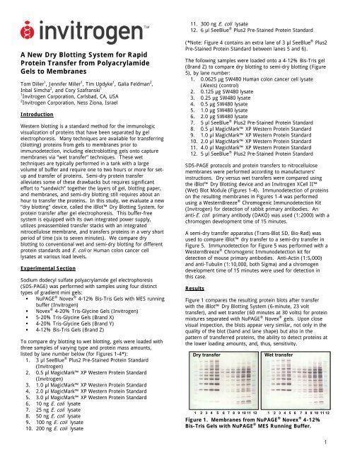 A New Dry Blotting System for Rapid Protein Transfer ... - Invitrogen