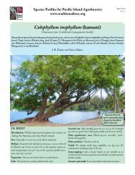 Calophyllum inophyllum (Kamani) - Agroforestry Net
