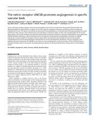 The netrin receptor UNC5B promotes angiogenesis ... - Development