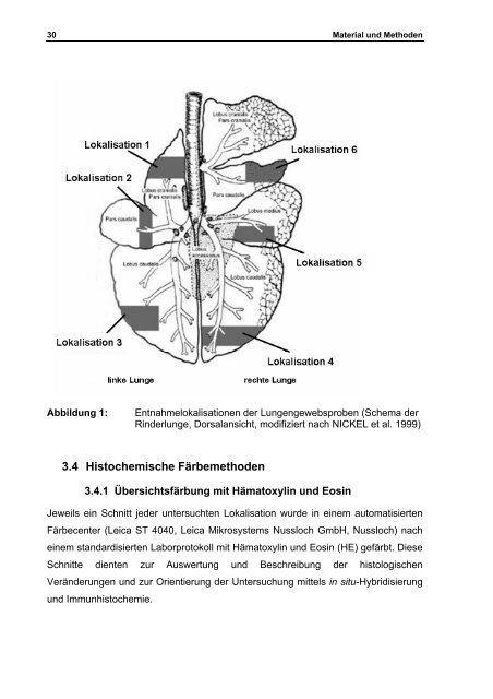 Aus dem Institut für Pathologie der Tierärztlichen Hochschule