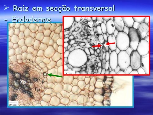 Anatomia de Raiz e Caule