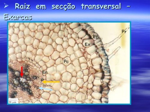 Anatomia de Raiz e Caule