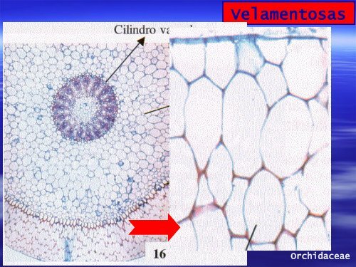 Anatomia de Raiz e Caule