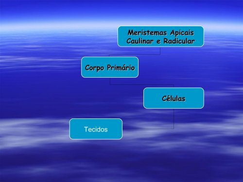 Anatomia de Raiz e Caule