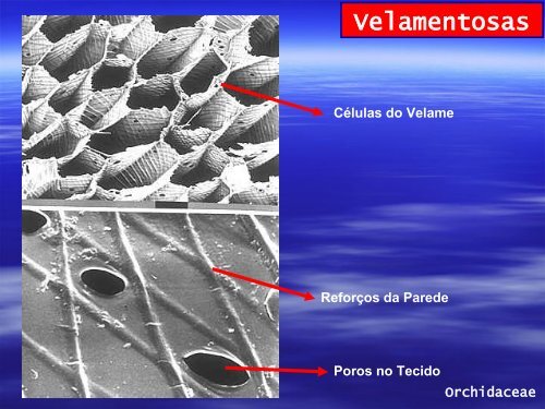 Anatomia de Raiz e Caule