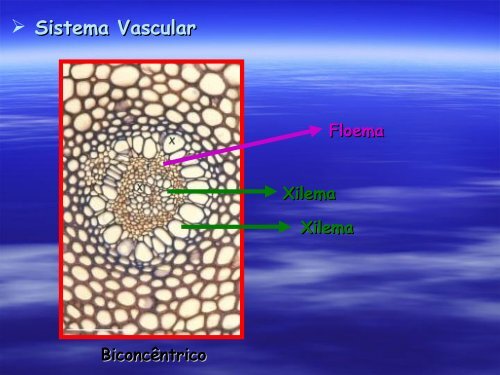 Anatomia de Raiz e Caule